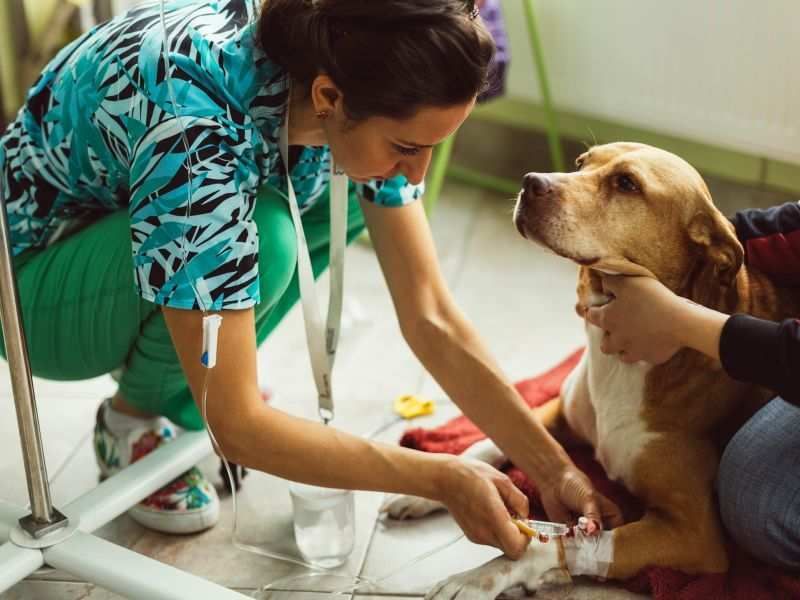 Importância da doação sanguínea de pets para a medicina veterinária
